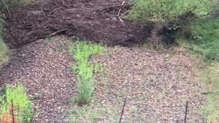 Dry Creek Bed Roars to Life