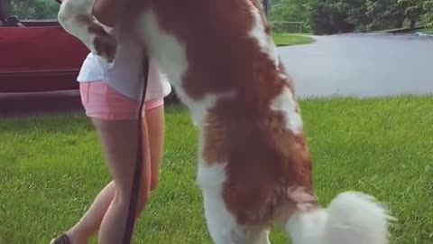 Huge saint Bernard loves to give hugs