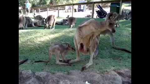Baby Kangaroos being cute