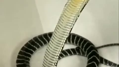 Dangerous King Cobra Snake #shorts #animal #snakes #shortvideo