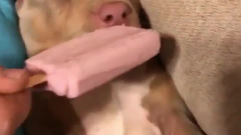 sleepy pitbull wakes up and eat ice cream