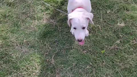 Funny Baby puppies Playing in Gurden