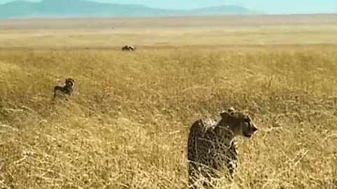 Lightning Fast Cheetah Chase (without slow motion)🐆🏃‍♂️😮👍