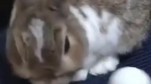 Cute Rabbit Playing With ball