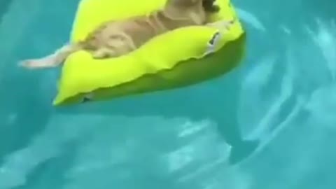 Dog relaxing in the pool.