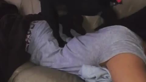 Puppy Unintentionally Gives Owner A Soothing Backrub