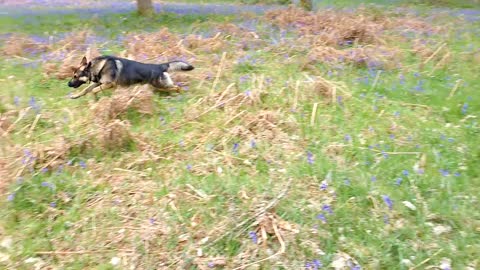 A German Shepherd having zoomies