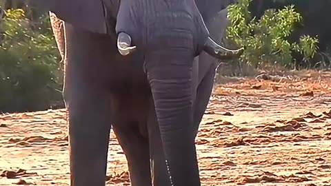 Epic showdown: Elephant vs. Lioness!