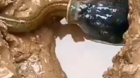 fish eating the snake