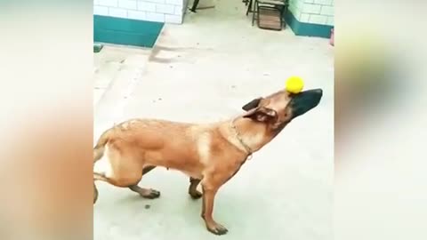 The most talented Dog part 1