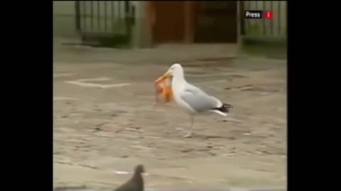Dogs And Birds Casually Stealing Food and Goods | Funny Shoplifting Animals