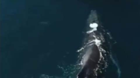 whale approaching tourist boat