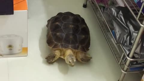 The turtle panicked when he heard the noise.