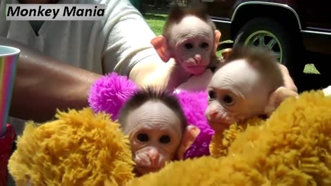 Best of Cute Monkeys Videos Ever