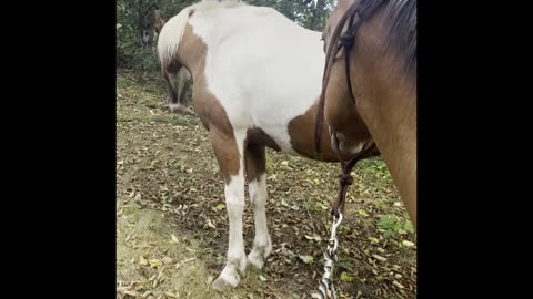 Horse Birthday Bash: Ruby's 5th Celebration with Her Herd and Slow Feeders!