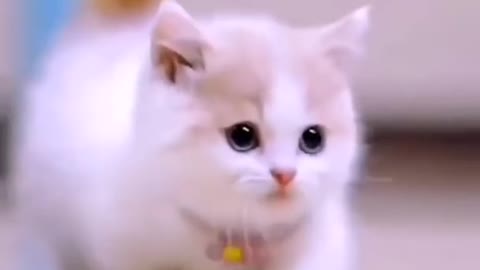 Cute cats and kittens video😍😻| sooo cute kittens video|😍