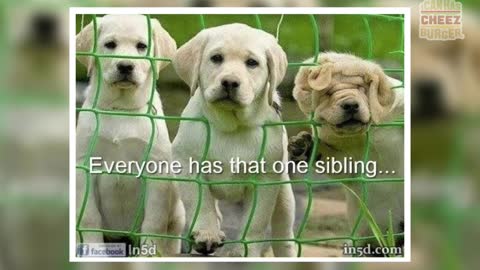 25 Times Animals Wished They Were An Only Child