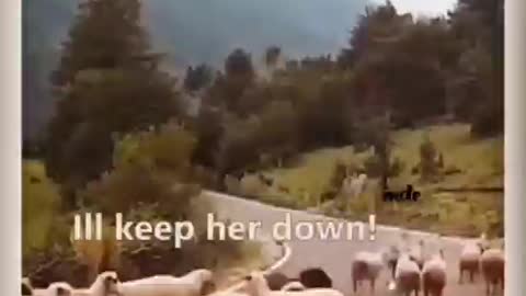 The sheep finally fight back for freedom