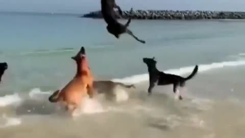 This volleyball playing dog at beach, they're theremin D's us why we love sports