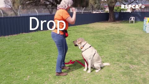 FREE DOG TRAINING SERIES how to teach your dog to sit and drop