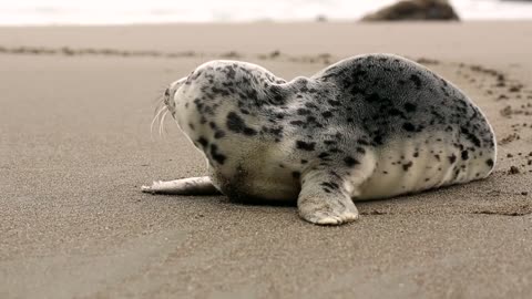 Seal On The Beach is very beautiful