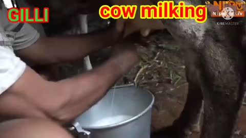 COW MILKING🐂 | JARSHI COW | GILLI 🐂