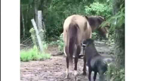 dwarf horse with long legs and fin