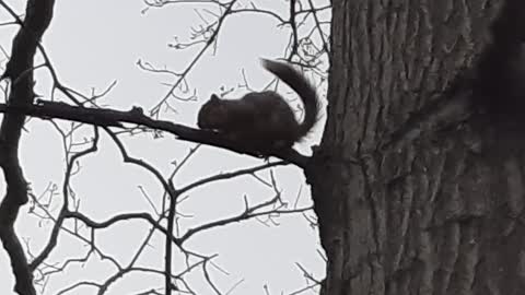 Noisy Park Squirrels tell Human to Keep Walking