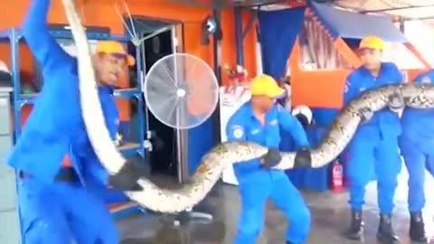 Eight-metre snake caught in Malaysia