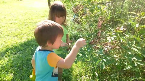 PICKING ELDERBERRIES FOR WINE, PIES AND SYRUP