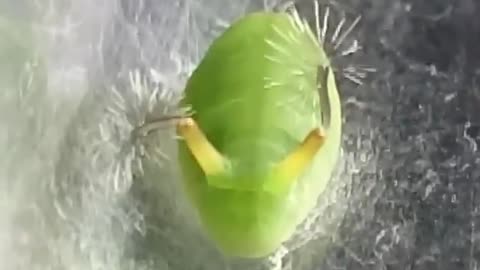 Larva de Borboleta