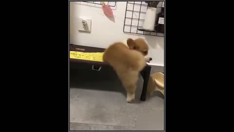 Cute Dog video