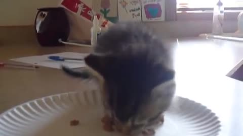 Hungry Kitten Wants Food