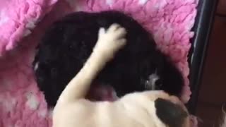 Cute pug plays with tiny puppy