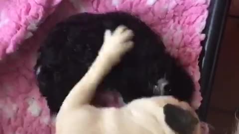 Cute pug plays with tiny puppy