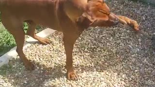 Mister Brown The Rhodesian Ridgeback; "Helping" in the yard