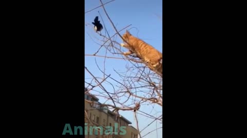 funny cats video