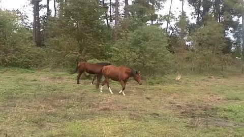 Horse Picks Up Child’s Toy For Amusement. The Reaction Of The Other Horses Cracked Me Up.