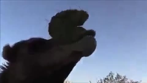 Camel eats cactus spiny plates