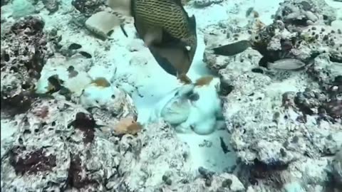 #Amazing: Octopus utilizes all its skills to escape from Triggerfish