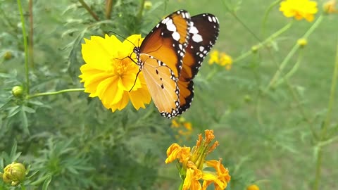 Butterfly and Flowers 👍👍👍👍👍