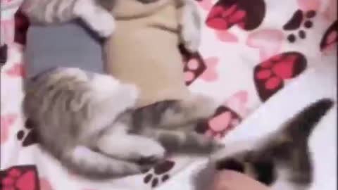 3 cute littel baby cat