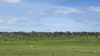 Corgi rushes after enormous flock of birds causing them to scatter