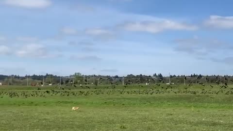 Corgi rushes after enormous flock of birds causing them to scatter
