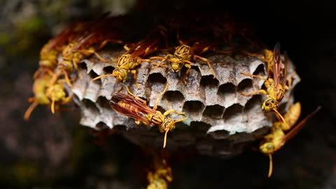 Hives#