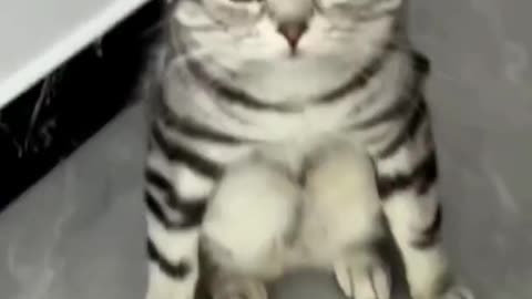 Cat Funny Video 😂😂