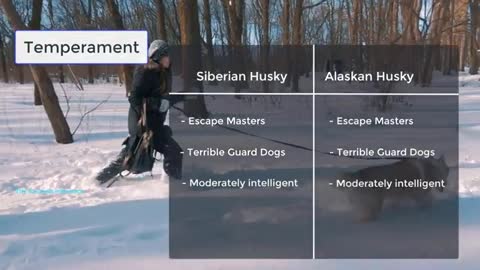 Siberian vs Alaskan Husky - Five Main Differences