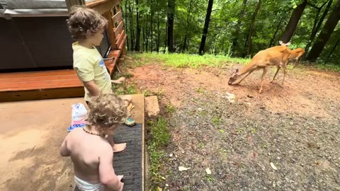 Deers & Little Boys