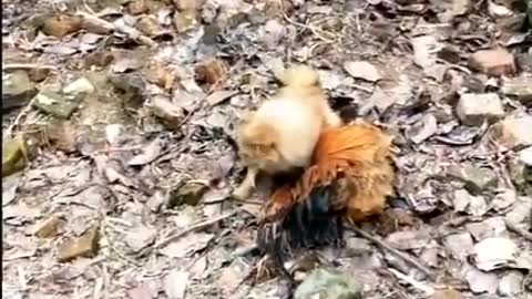 Chicken VS Dog Fight.funny animals.