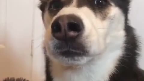 Funniest Dog videos | FUNNY DOG Videos